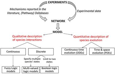 Computational Modeling and Reverse Engineering to Reveal Dominant Regulatory Interactions Controlling Osteochondral Differentiation: Potential for Regenerative Medicine